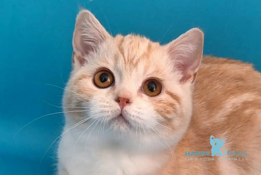 Zander Scottish Straight male red silver tabby bicolour live animals