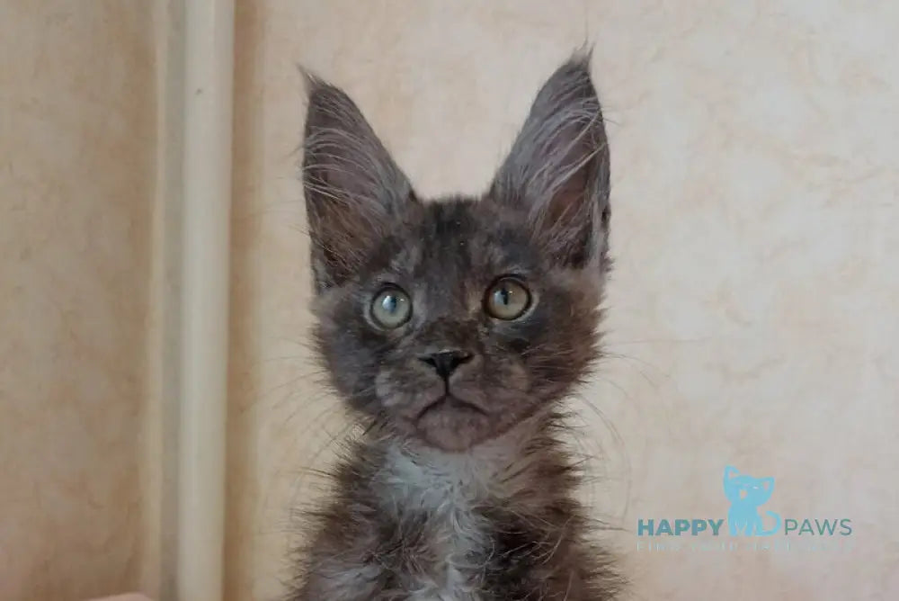 Zane Maine Coon male black silver live animals