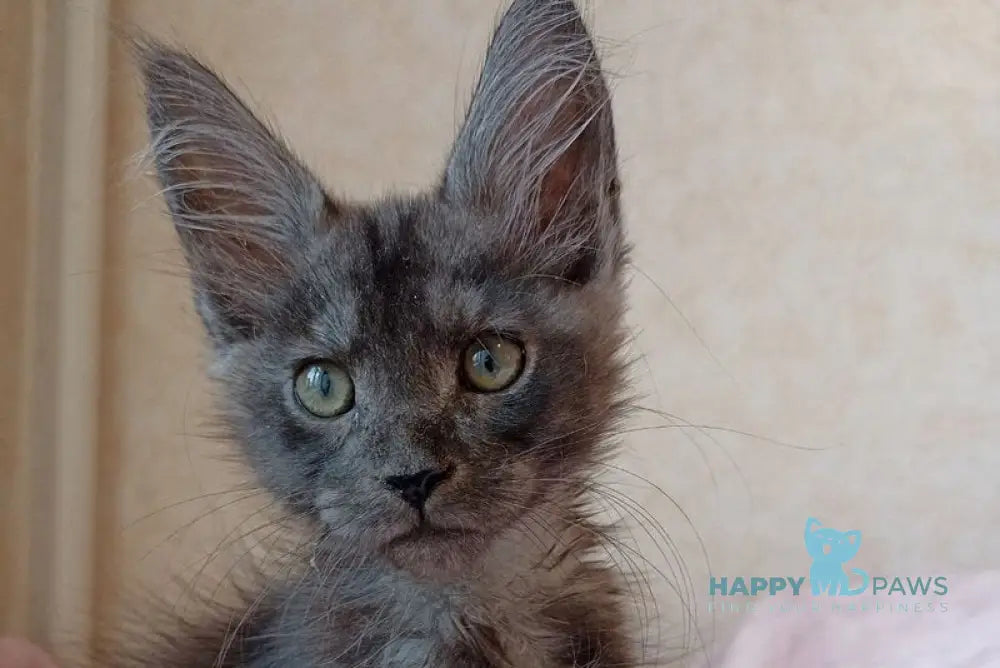 Zane Maine Coon male black silver live animals