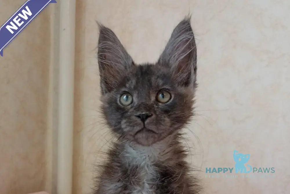 Zane Maine Coon male black silver live animals