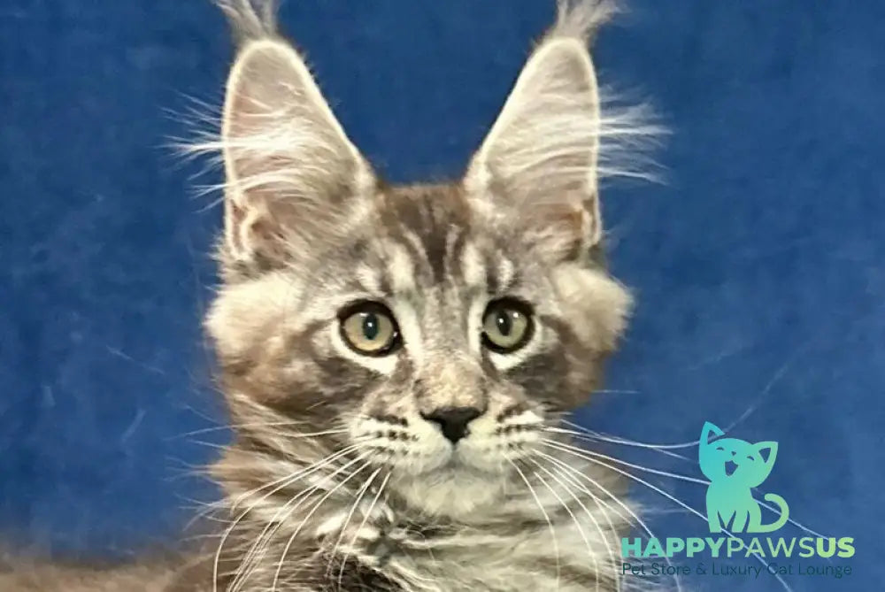 Zane Maine Coon male black silver tabby live animals