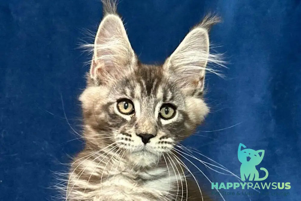 Zane Maine Coon male black silver tabby live animals