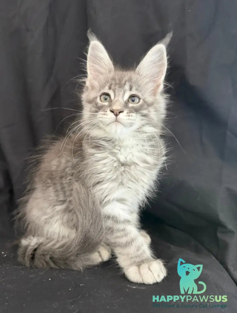 Zangi de Ziro Maine Coon male blue silver tabby - live animals