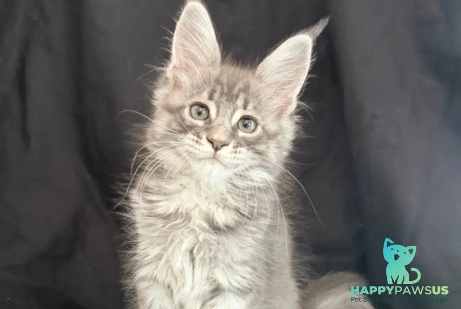 Zangi de Ziro Maine Coon male blue silver tabby - live animals