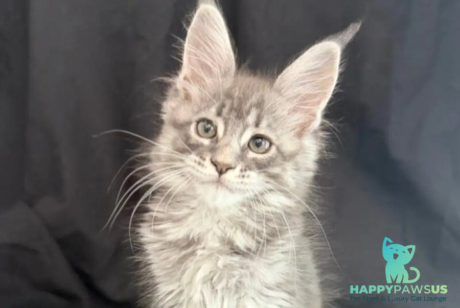 Zangi de Ziro Maine Coon male blue silver tabby - live animals