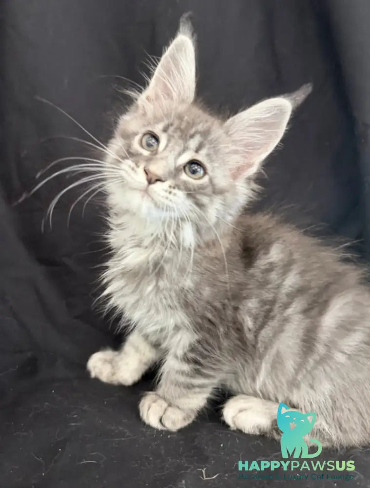 Zangi de Ziro Maine Coon male blue silver tabby - live animals