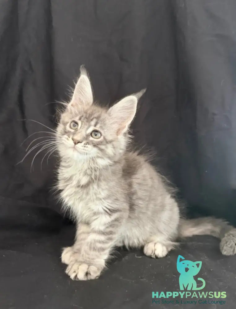 Zangi de Ziro Maine Coon male blue silver tabby - live animals