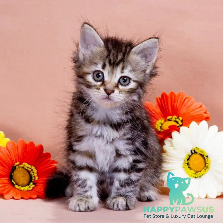 Zannet Siberian female black tortie spotted tabby - live animals