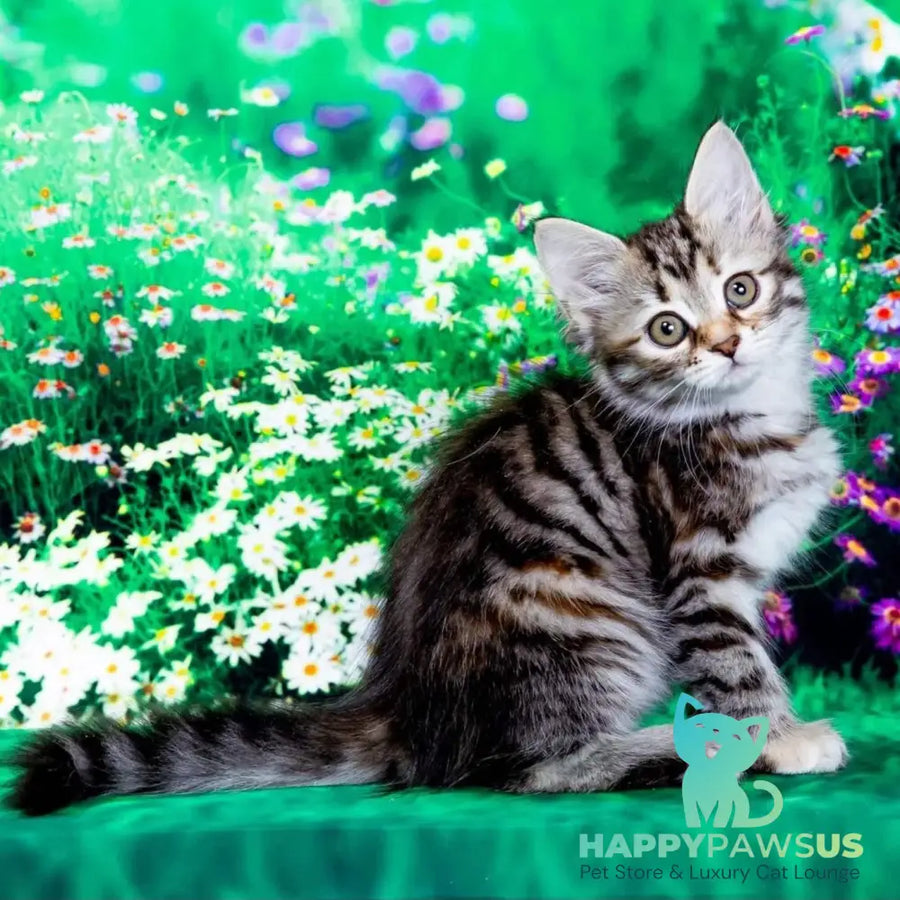 Zannet Siberian female black tortie spotted tabby - live animals