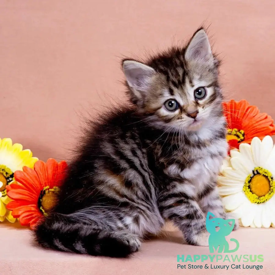 Zannet Siberian female black tortie spotted tabby - live animals