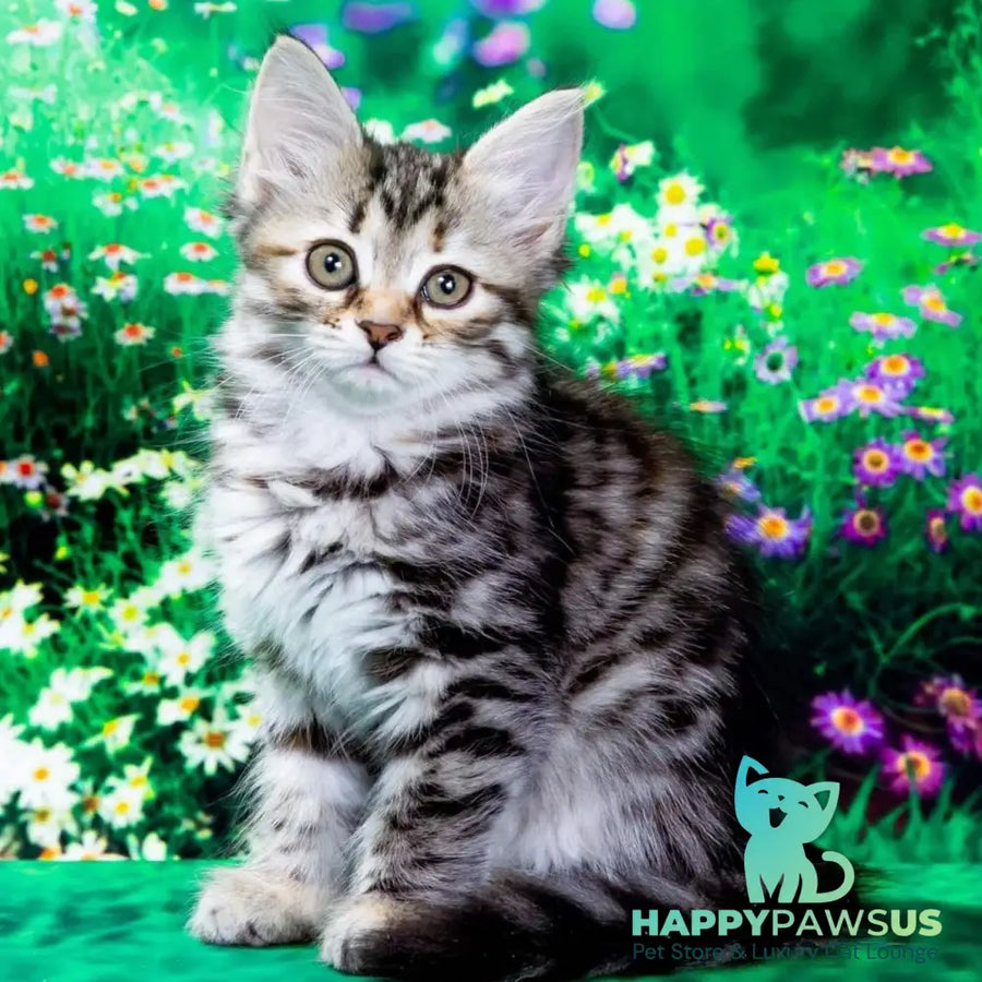 Zannet Siberian female black tortie spotted tabby - live animals