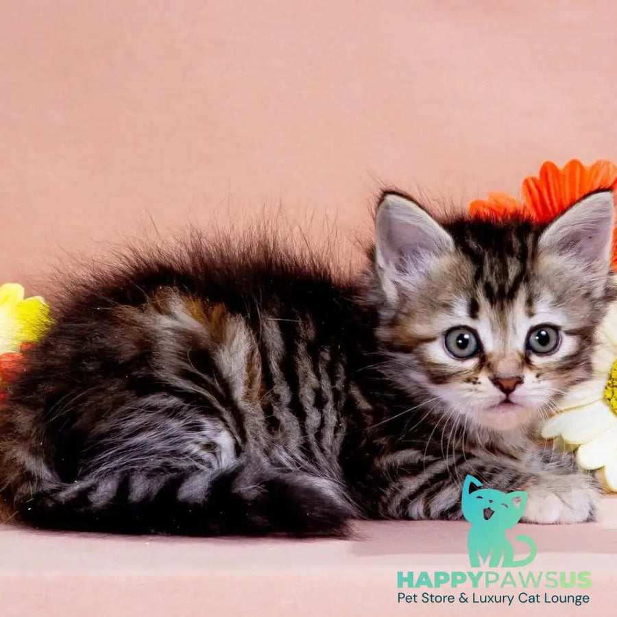 Zannet Siberian female black tortie spotted tabby - live animals
