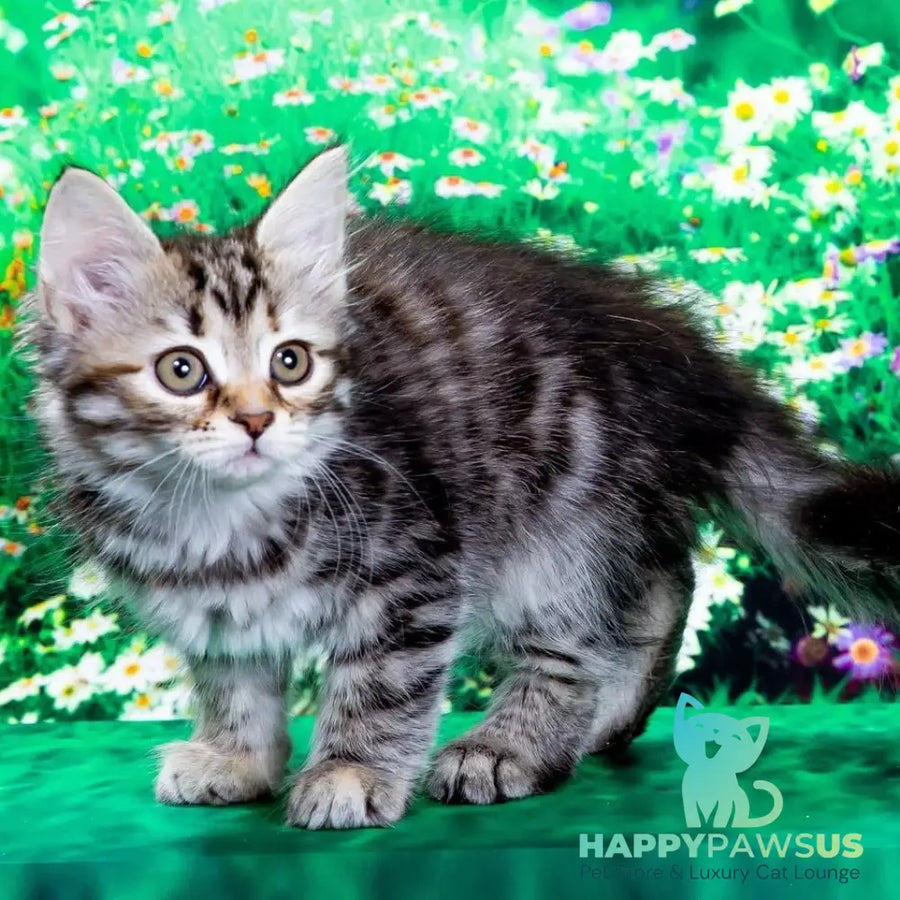 Zannet Siberian female black tortie spotted tabby - live animals