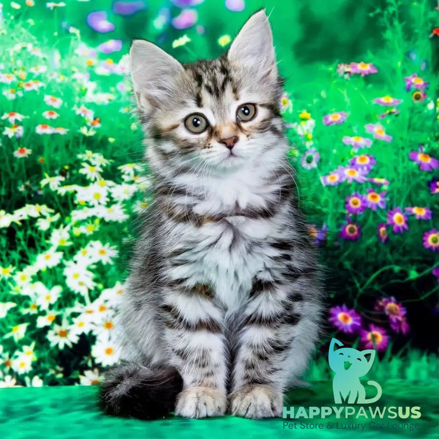 Zannet Siberian female black tortie spotted tabby - live animals
