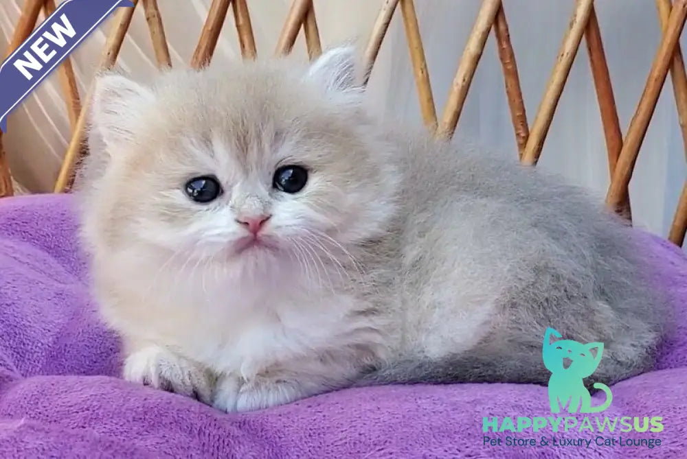 Zara British Longhair female blue golden shaded - live animals