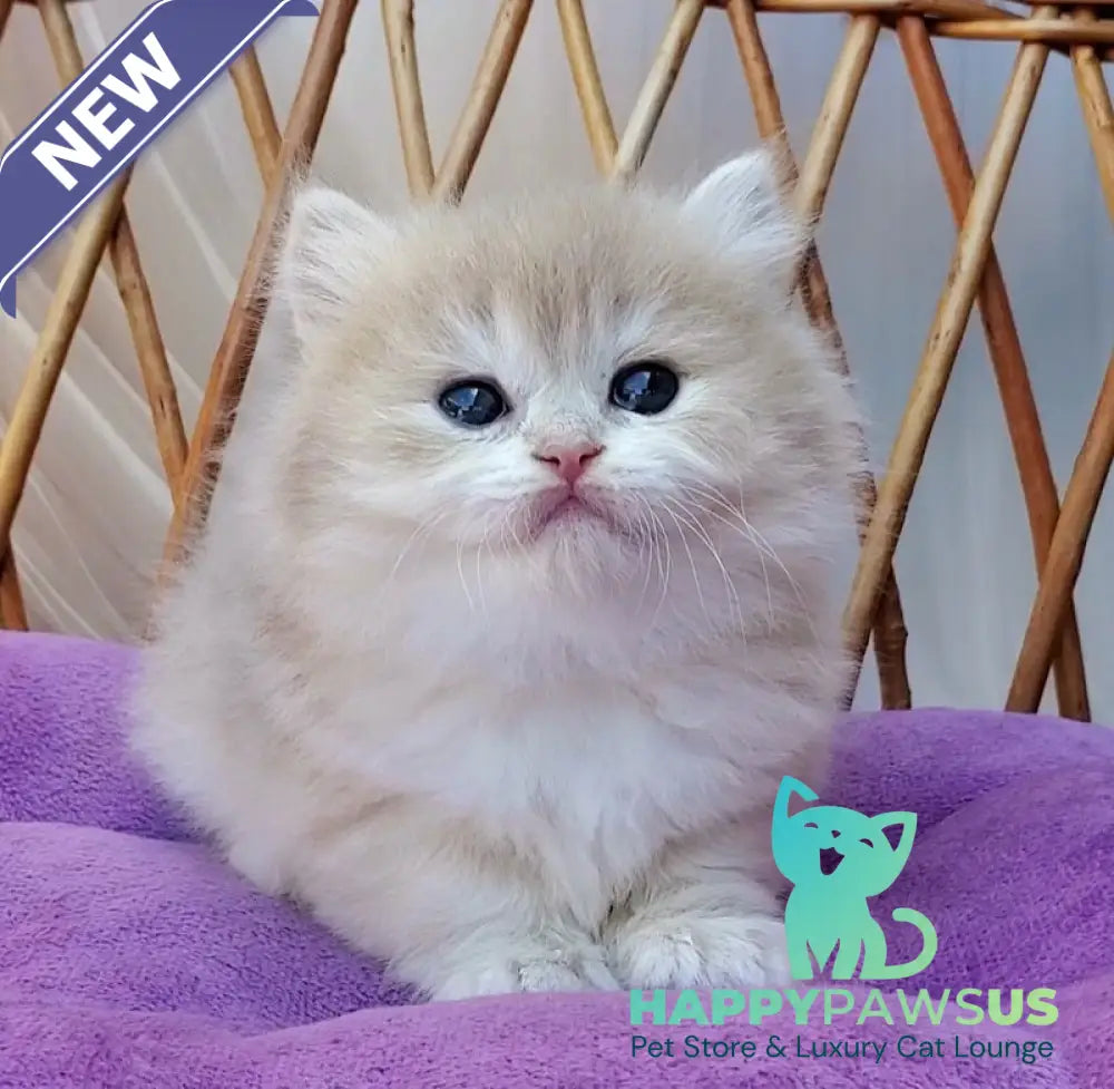 Zara British Longhair female blue golden shaded - live animals