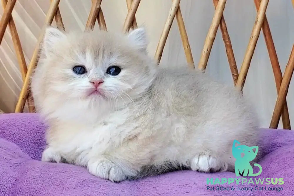 Zara British Longhair female blue golden shaded - live animals