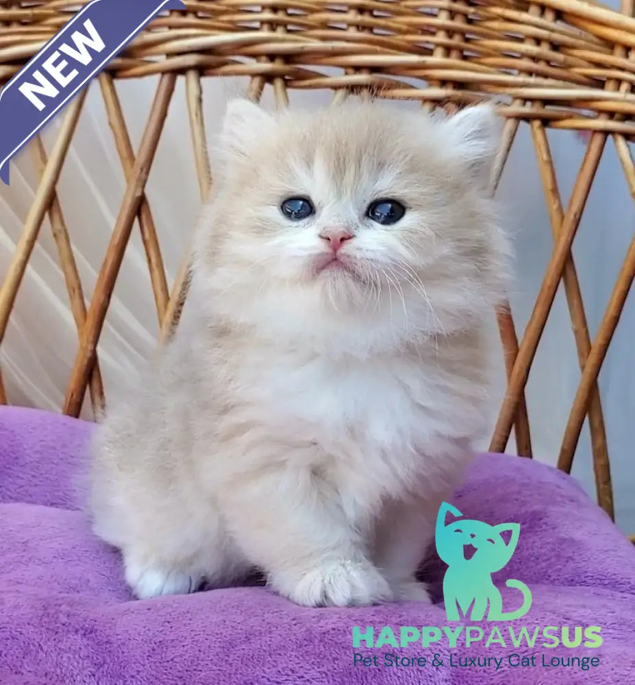 Zara British Longhair female blue golden shaded - live animals