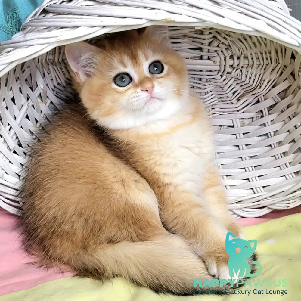 Zara British Shorthair female black golden shaded - live animals