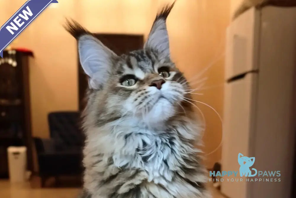 Zara Maine Coon female black tortie ticked tabby live animals