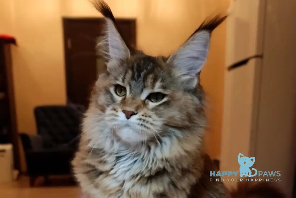 Zara Maine Coon female black tortie ticked tabby live animals