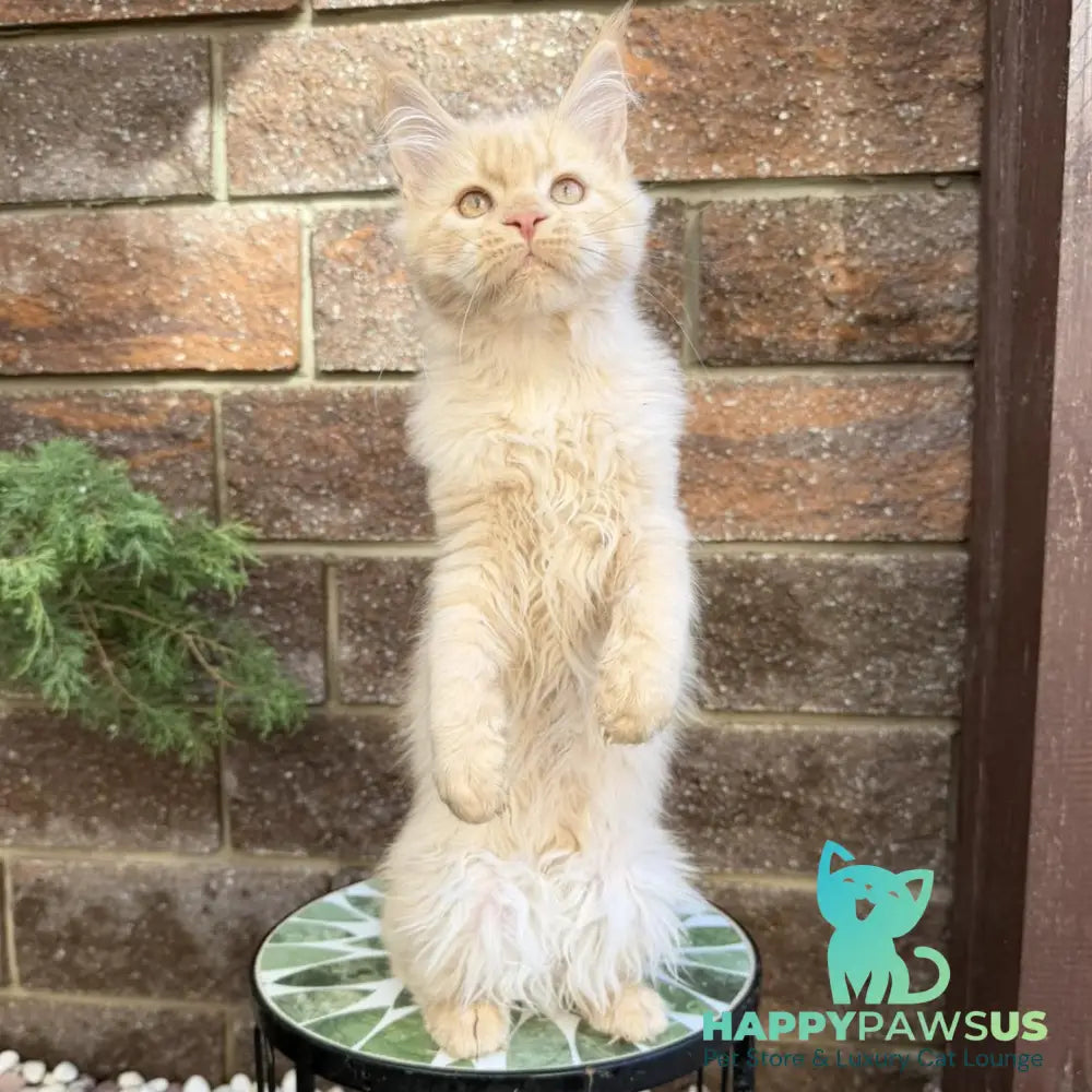 Zara Maine Coon female cream tabby with white - live animals
