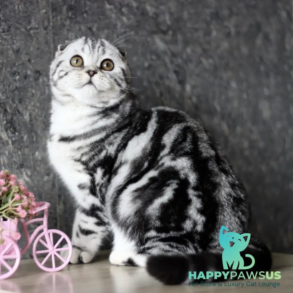 Zara Scottish Fold female black silver tabby - live animals