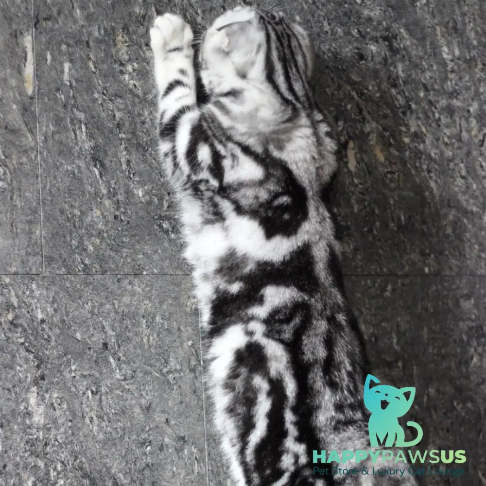 Zara Scottish Fold female black silver tabby - live animals