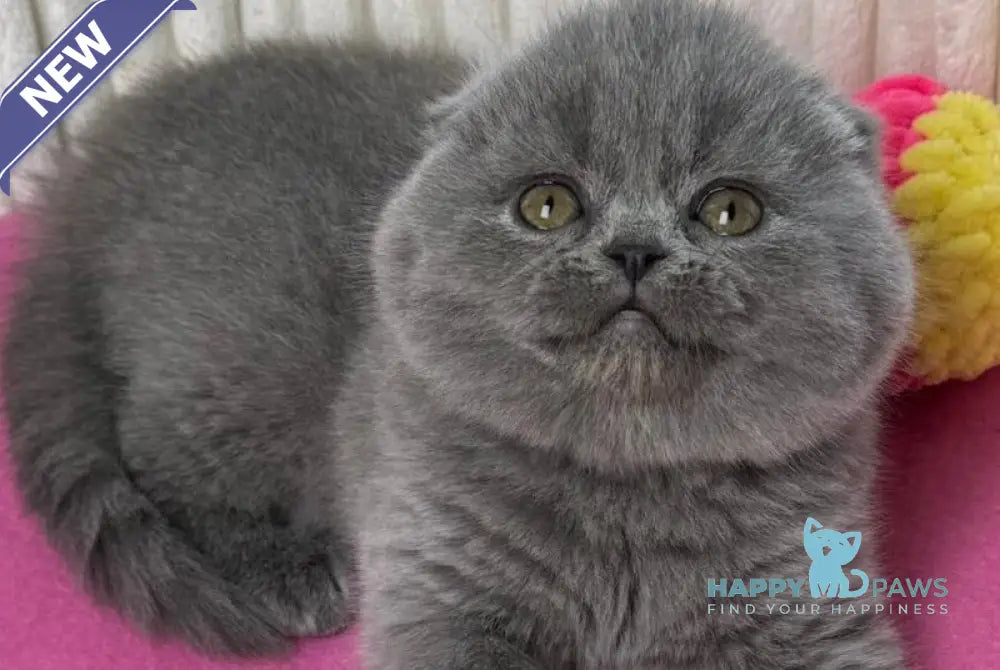 Zara Scottish Fold female blue live animals