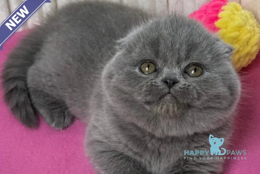 Zara Scottish Fold female blue live animals