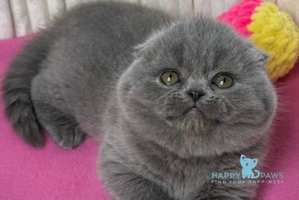 Zara Scottish Fold female blue live animals