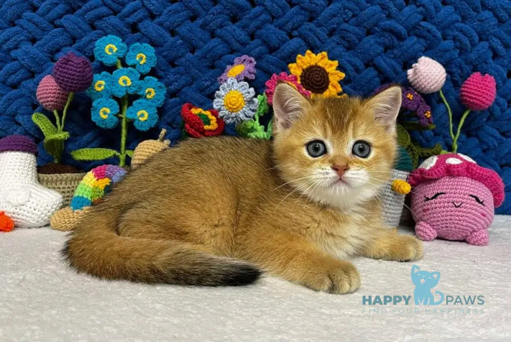 Zara Scottish Straight female black golden shaded live animals