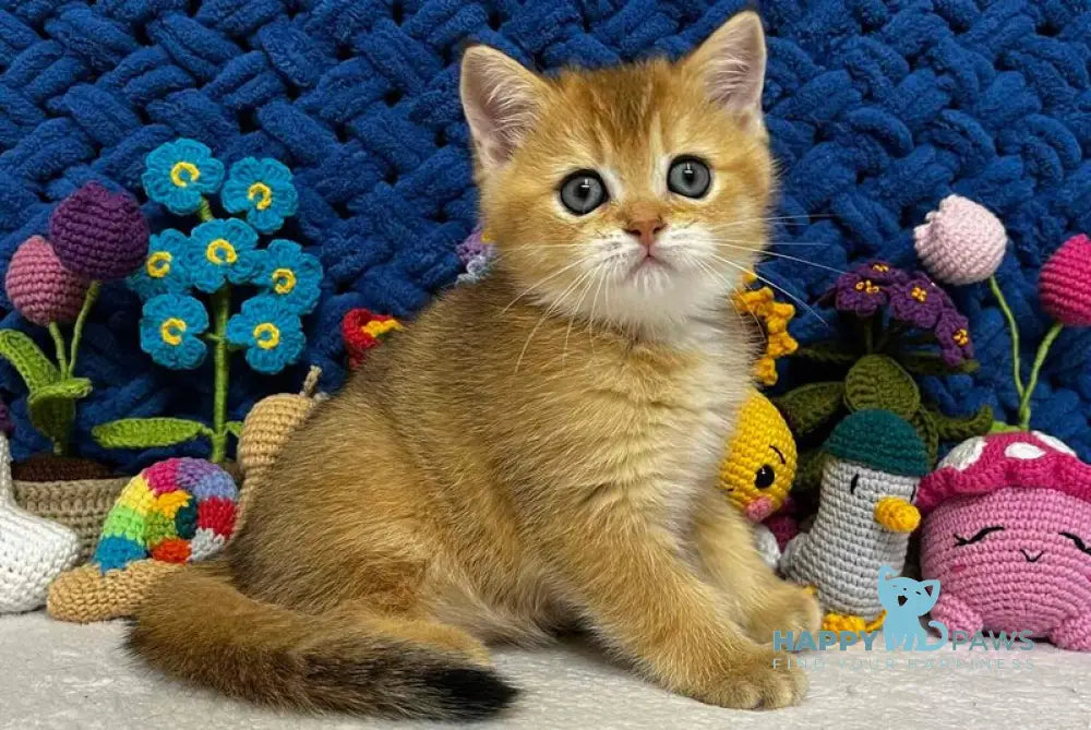 Zara Scottish Straight female black golden shaded live animals