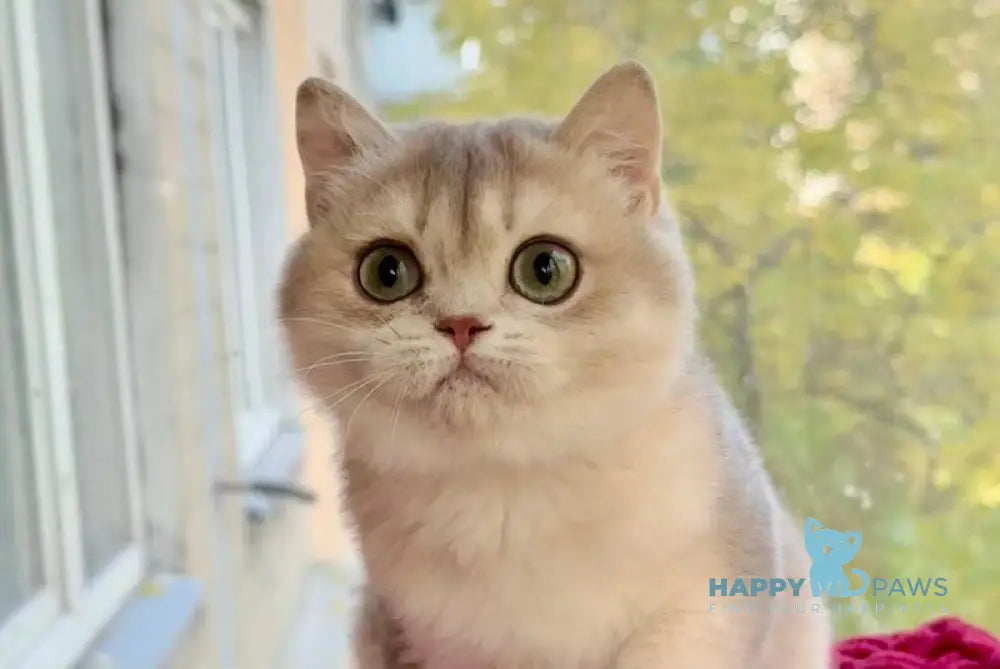 Zara Scottish Straight female blue golden shaded live animals