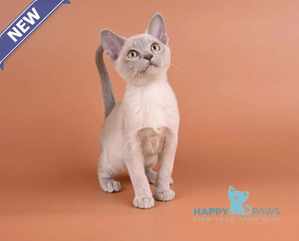 Zarden Burmese male lilac - live animals
