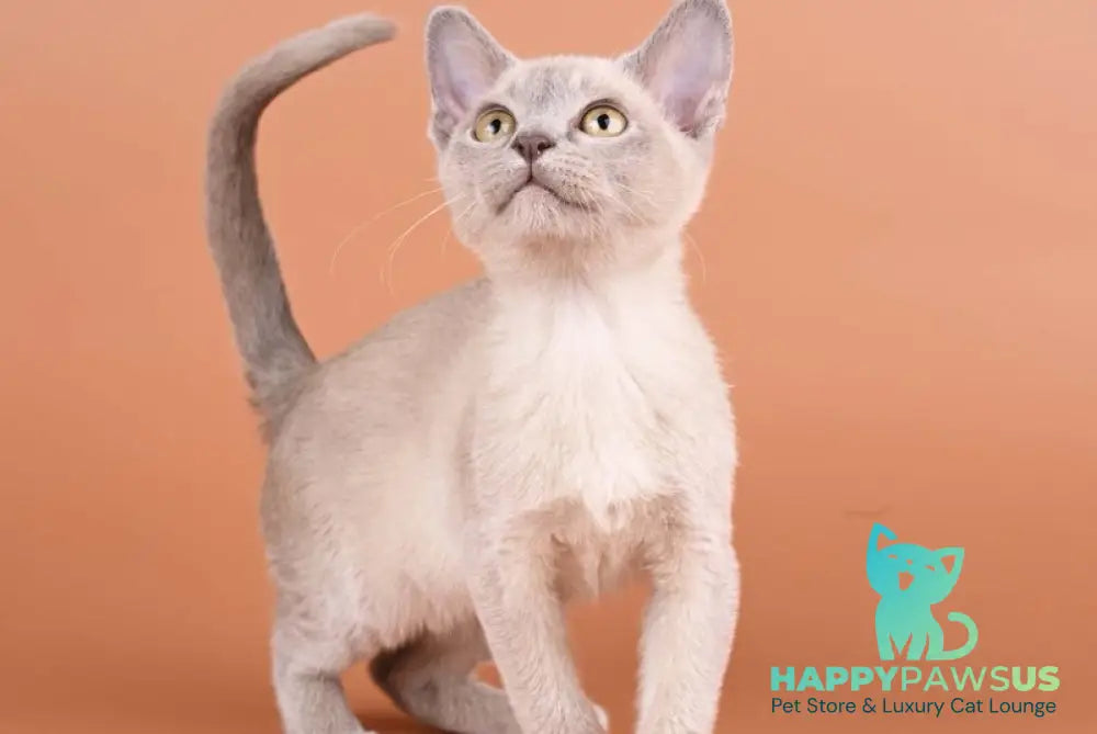 Zarden Burmese male lilac - live animals