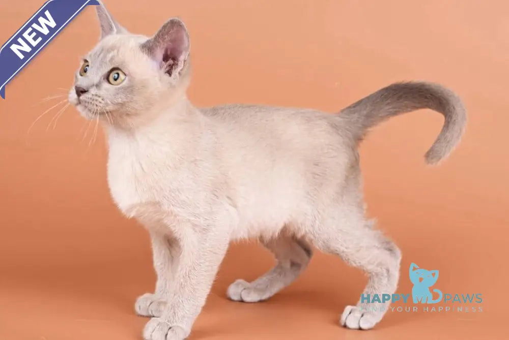 Zarden Burmese male lilac - live animals
