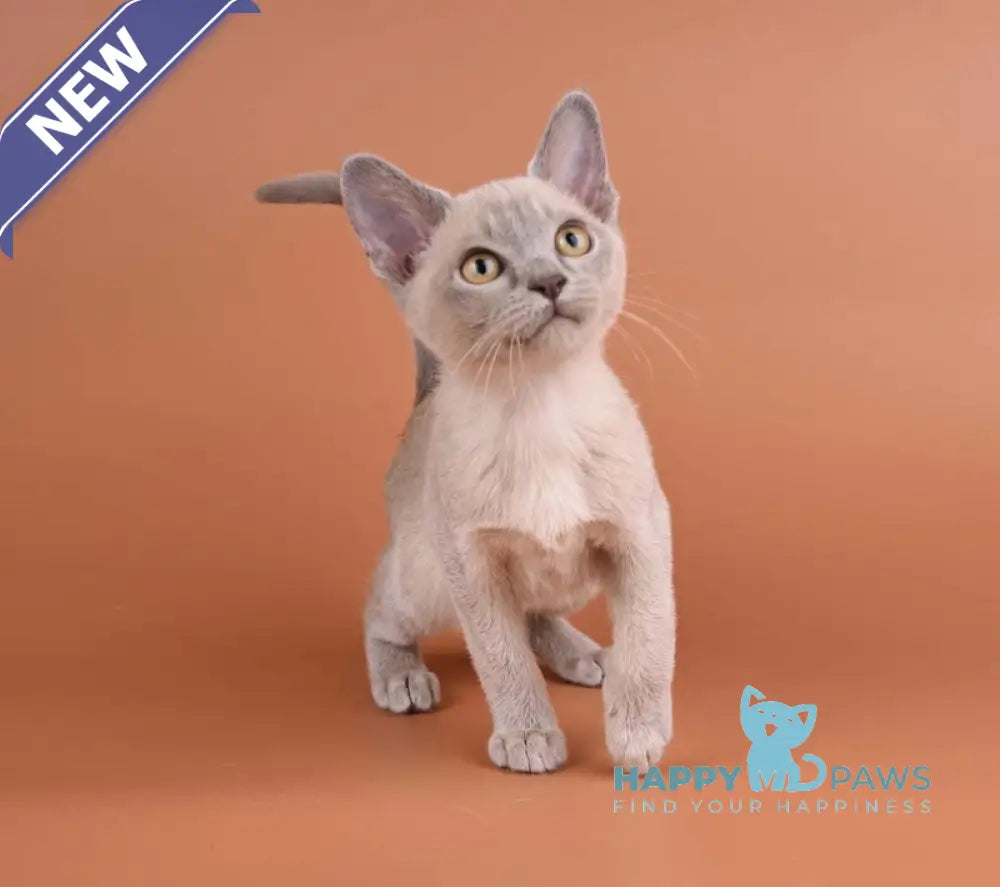 Zarden Burmese male lilac - live animals