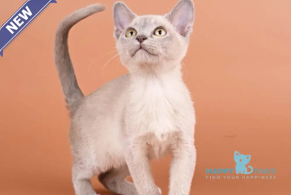 Zarden Burmese male lilac - live animals