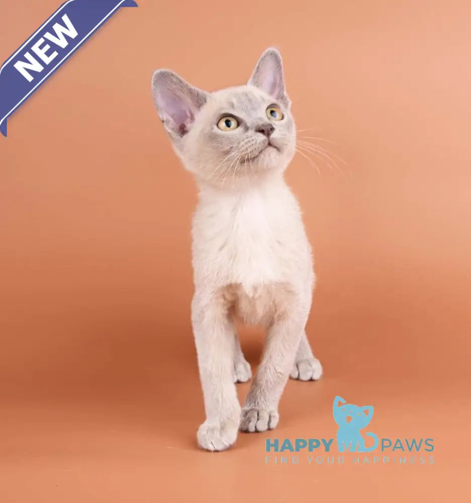 Zarden Burmese male lilac - live animals