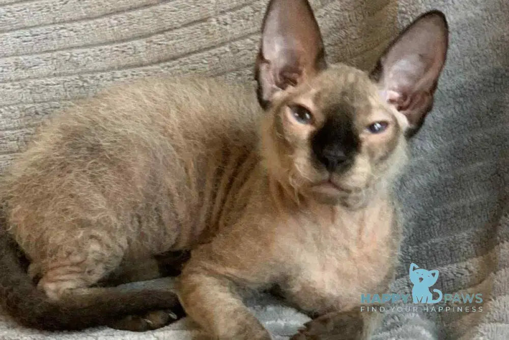 Zarina Don Sphynx female black pointed live animals