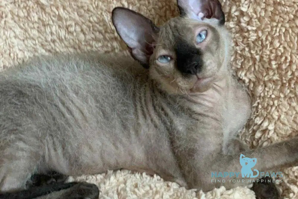 Zarina Don Sphynx female black pointed live animals