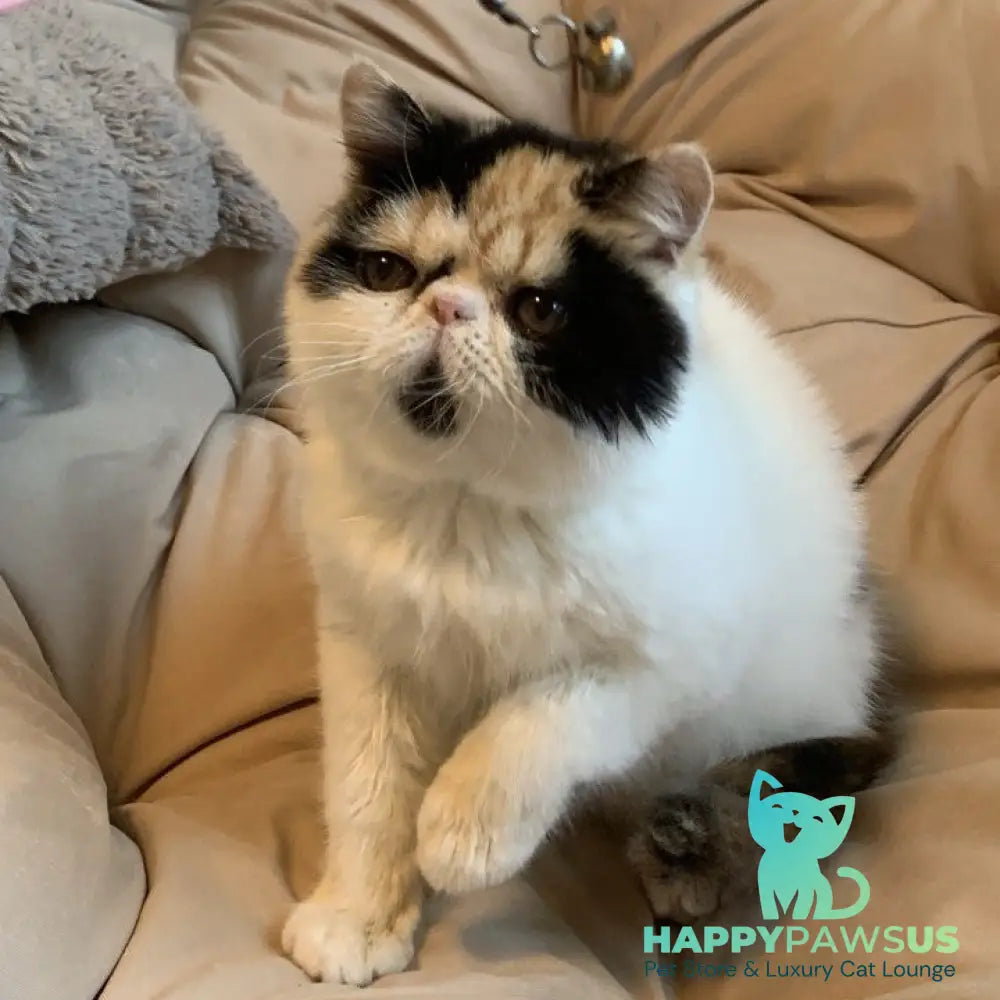 Zarina Exotic female black tortie harlequin - live animals