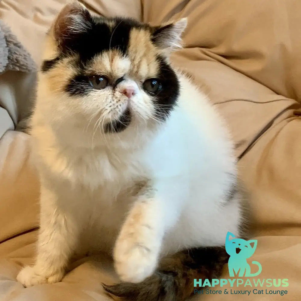 Zarina Exotic female black tortie harlequin - live animals