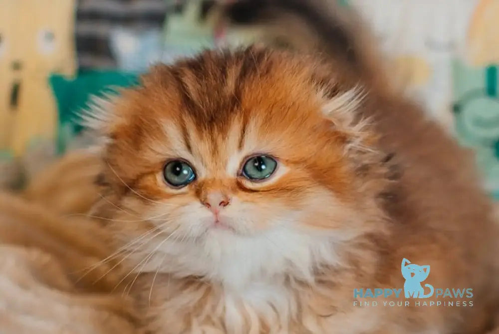 Zarina Scottish Fold female black golden ticked tabby live animals