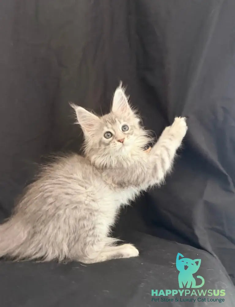 Zarqa Maine Coon female blue silver tabby - live animals