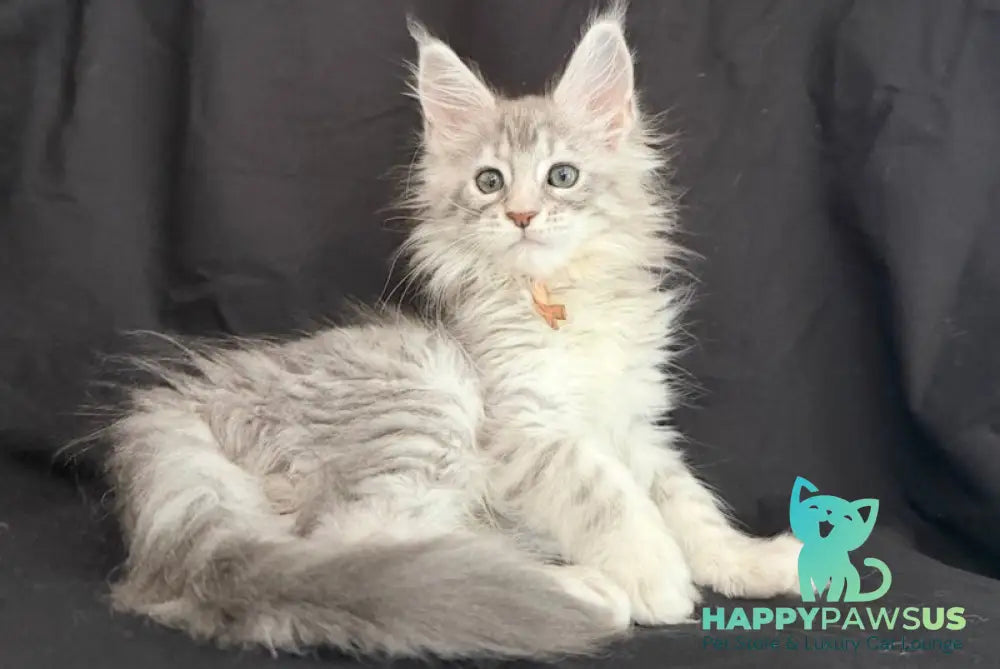 Zarqa Maine Coon female blue silver tabby - live animals