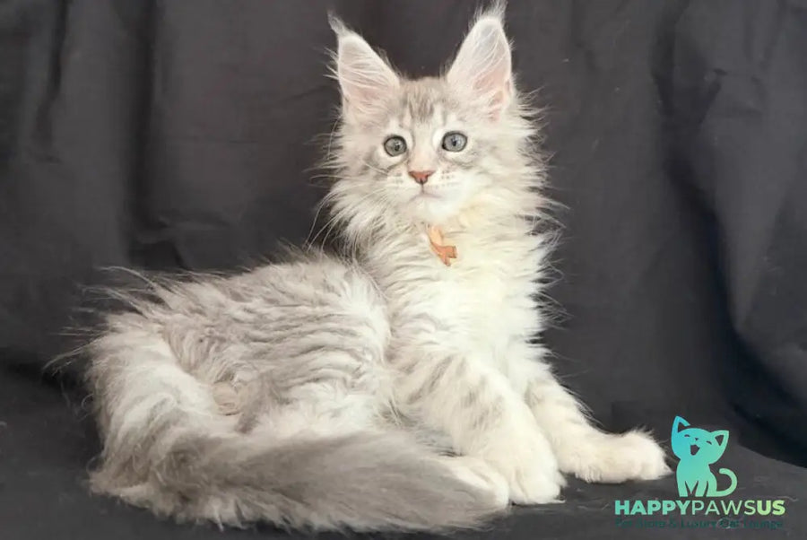 Zarqa Maine Coon female blue silver tabby - live animals