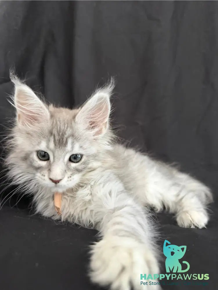 Zarqa Maine Coon female blue silver tabby - live animals