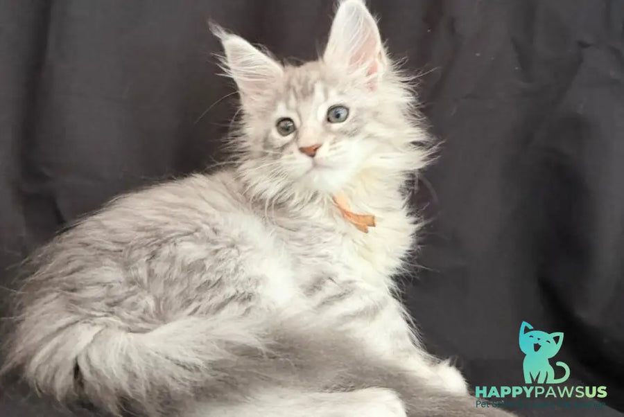 Zarqa Maine Coon female blue silver tabby - live animals